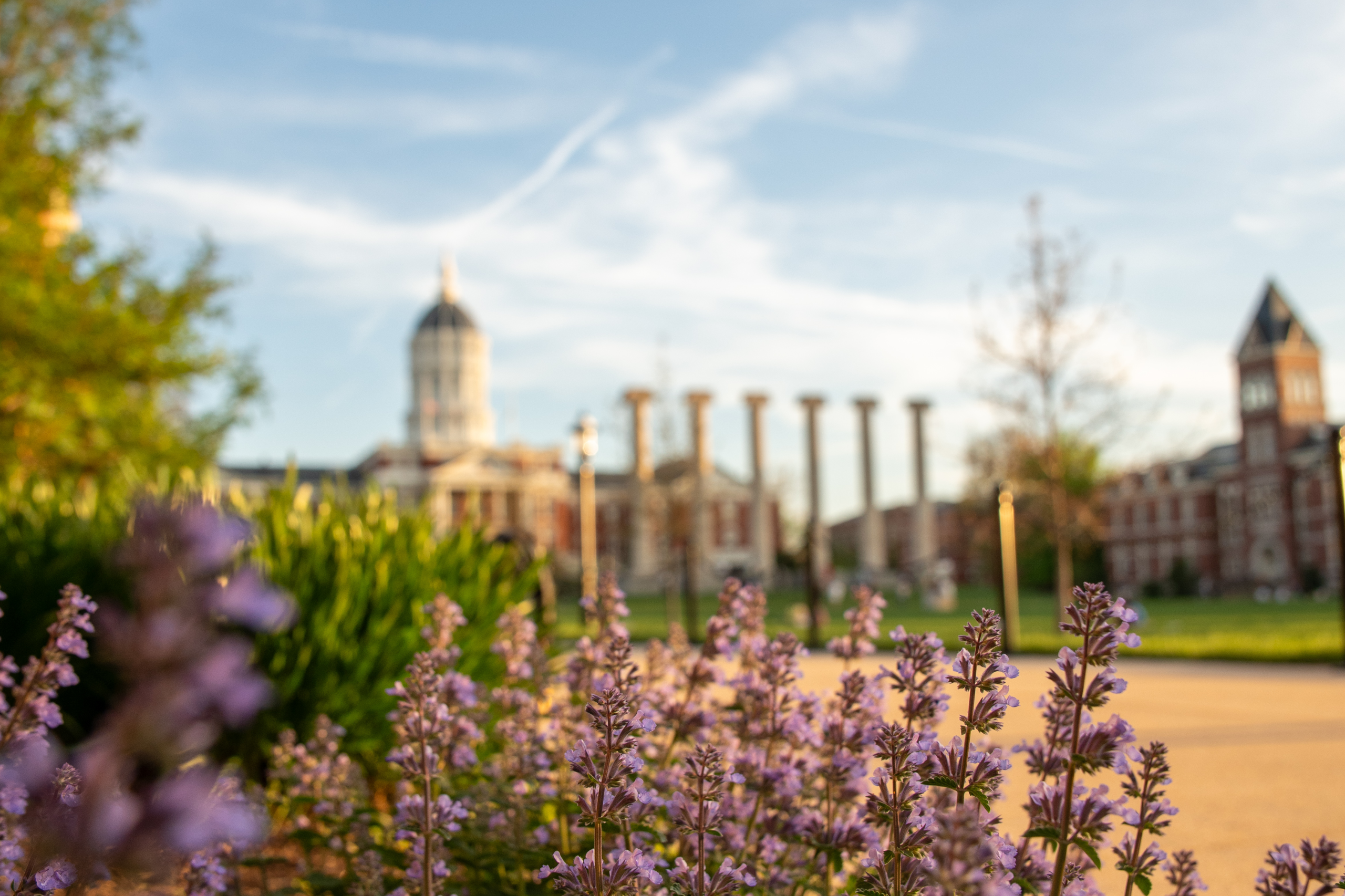 Columns on the quad with flowers from a blooming tree in the foreground